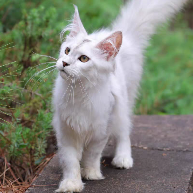 猫舍直销批发价格出售缅因猫